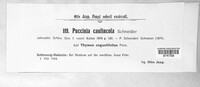 Puccinia caulincola image